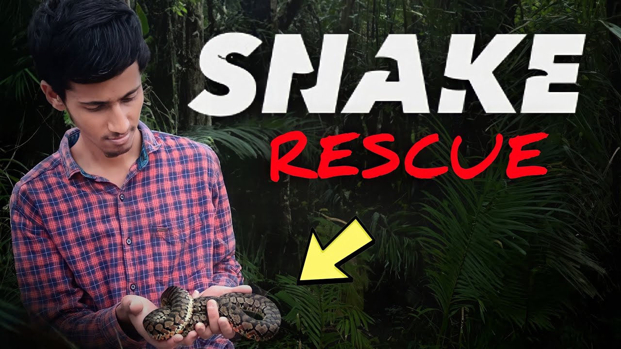 We Rescued A Snake 🐍