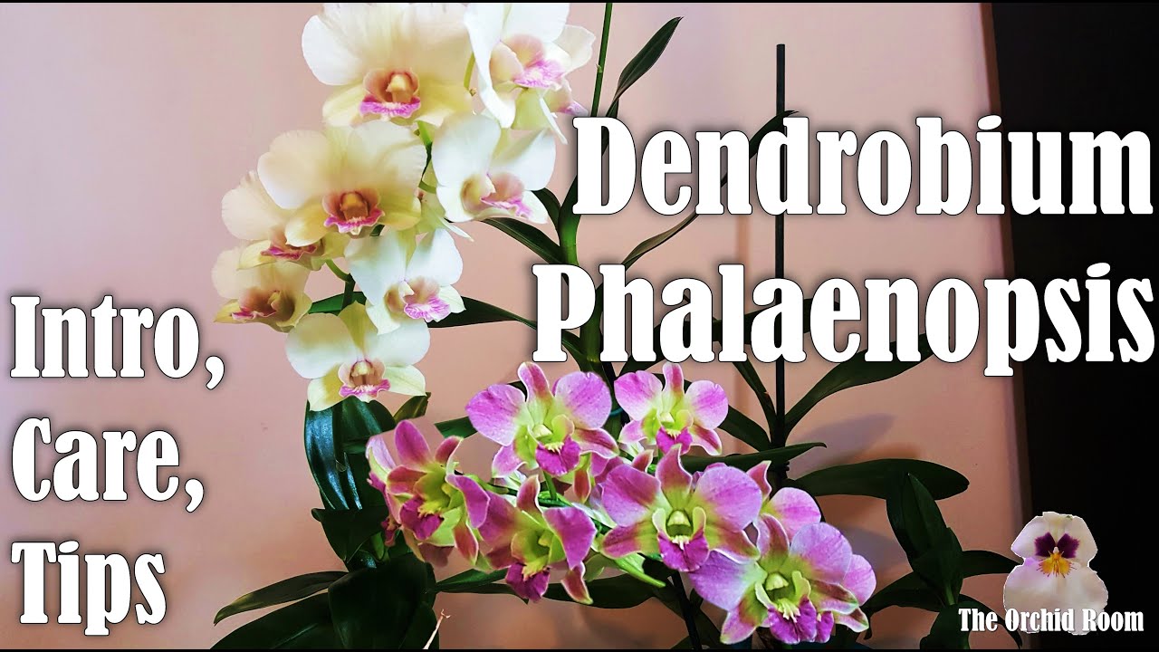 Are Dendrobium Phalonopsis Orchids Deciduous 