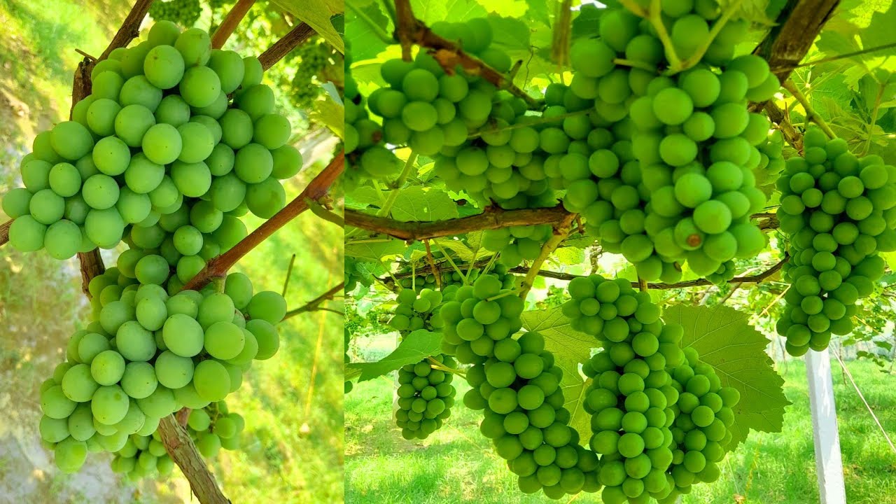 Lots of grapes in Bangladesh vineyard Mr Graftinf fruil YouTube