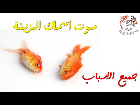 ماهي اسباب موت اسماك الزينة