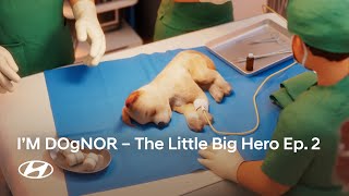 I’m Dognor | The Little Big Hero Ep. 2