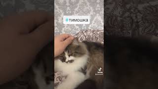 Кот Тимошка Милаш