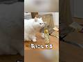 またたび酒で晩酌したら…