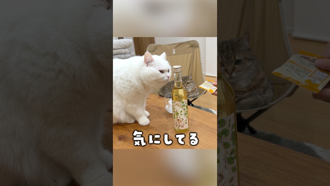 またたび酒で晩酌したら…