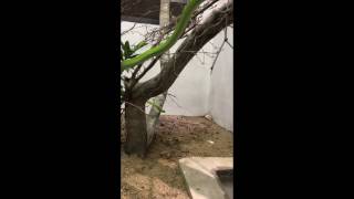 Highly Venomous Green Mamba