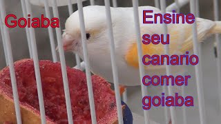Ensine seu canário  comer goiaba by Anésio M. V. B 299 views 4 months ago 6 minutes, 30 seconds