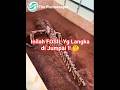 Inilah Jenis Fosil Langka !! 😱 #fypシ #edukasi #knowladge #unik