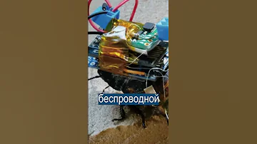 В Японии создали таракана-киборга