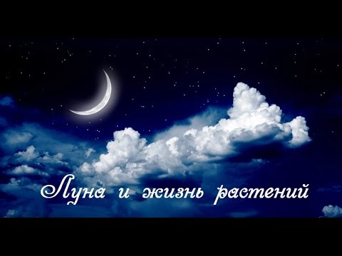 Растения и луна Лунный календарь