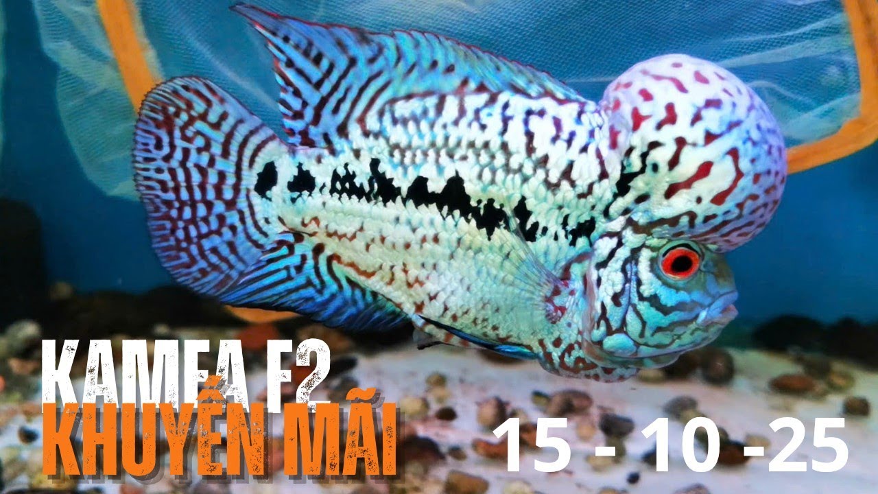 Lô Kamfa Khuyến Mãi Cực Rẻ - Đẹp Chất Lượng Tố Chất Cao ( JT8kamfa 0933333250)