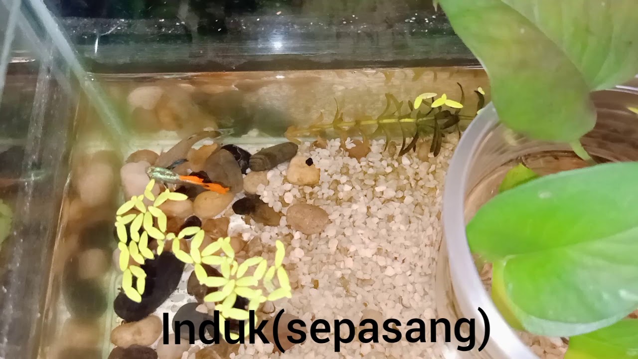Cara senang bagaimana nak membiak ikan guppy / the easy way how to