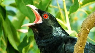 Koel Bird Sound 4K Koyal Ki Awaz Koyal Bird Singing Sound Cuckoo Song Sound, Bole Jo Koyal