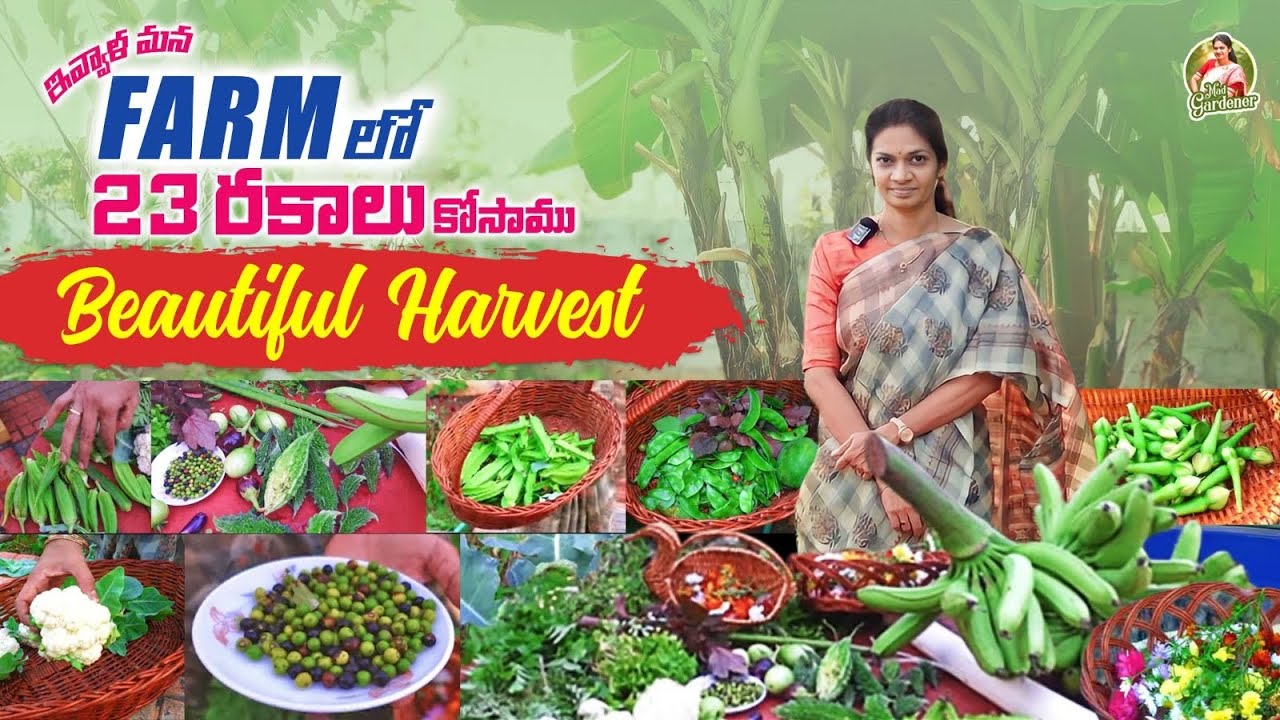 Amazing Harvest/ఇన్ని రకాలు మనమే పెంచుకుంటే ఇక బయట కొనాల్సినవి ఏమి ఉంటాయి @MAD GARDENER