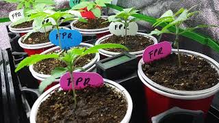 Organic Seedling BDG Update #4