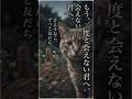 天国へ行った友だちの側から、どうしても離れようとしない猫 #感動猫動画 #野良猫の現実