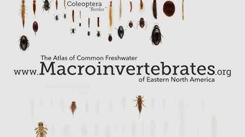Video Tutorial—macroinvertebrates.org