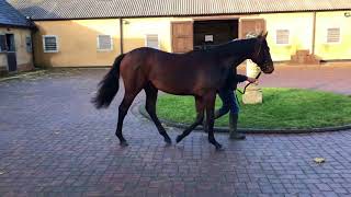 Australia Colt To Be Trained By Roger Varian December 2017