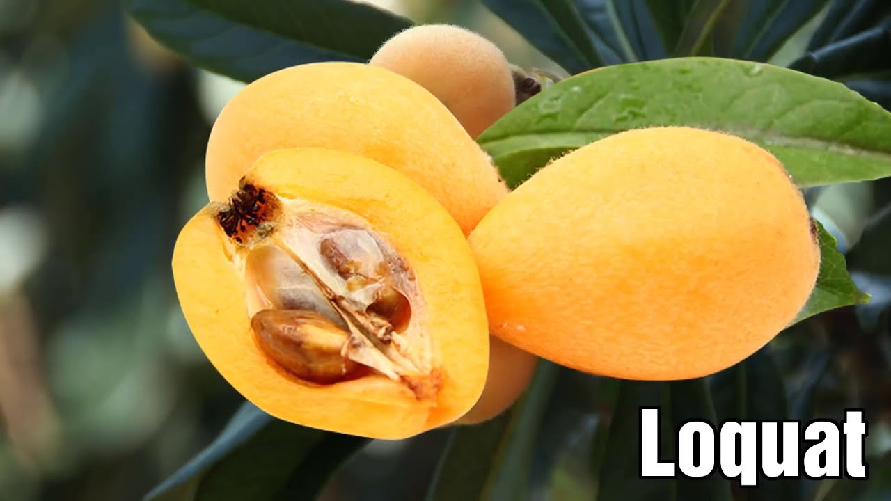 TROPICAL FRUITS TREE | TROPICAL FRUIT FOR KIDS – LEARN ENGLISH BY