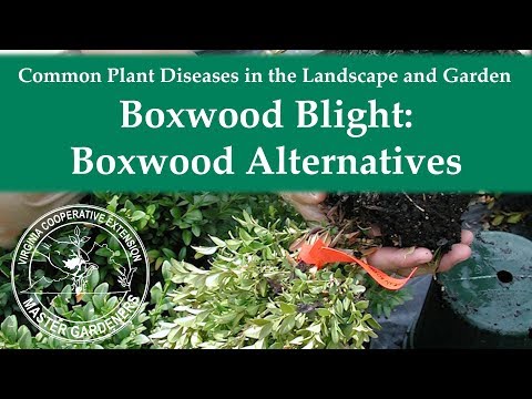 Wideo: Alternatywy dla bukszpanu – rośliny zastępujące bukszpan w krajobrazie