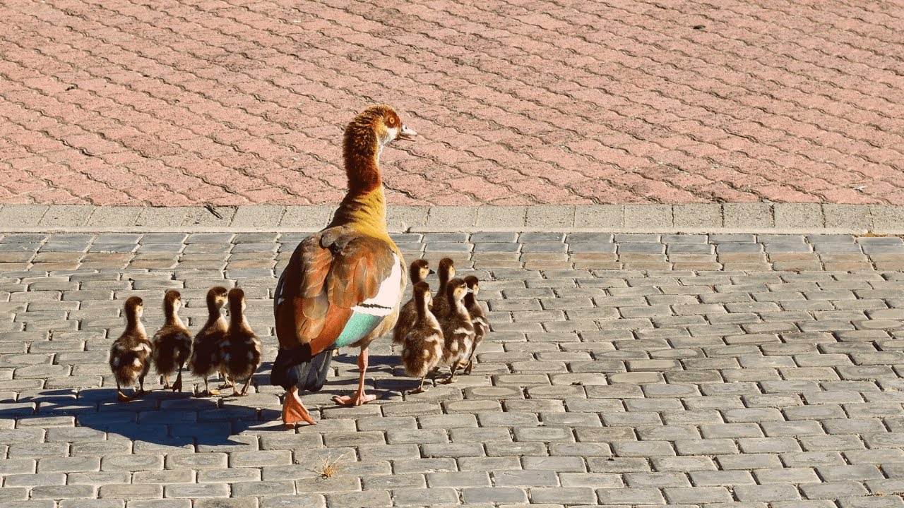 Protective Egyptian Geese Family With Goslings ~ Egyptian Goose Noises