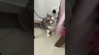 Kawaii neko #cat #cutecat #catvideos