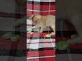 #elya #cat #fantik #kitten #shorts #like
