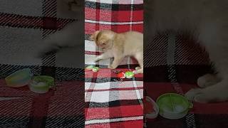 #elya #cat #fantik #kitten #shorts #like