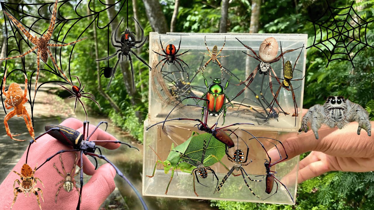 TOP SPIDER Hunting In Along The River !! weaver spider,Jumping Spider ...