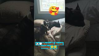 Milo trying to look out the window, but Odie won't move for him #bostonterrier #frenchbulldog #dogs