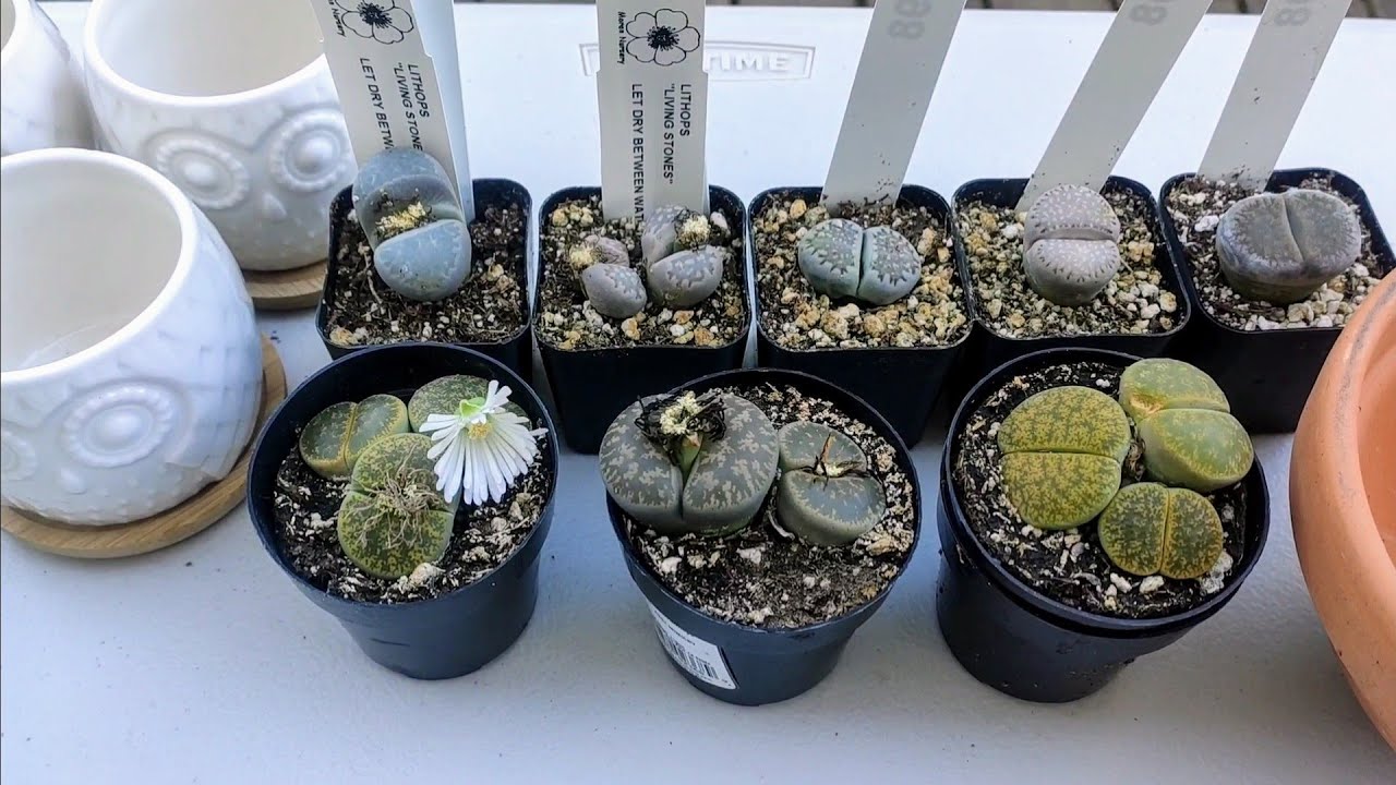 Repot Lithops Repotting Lithops - YouTube