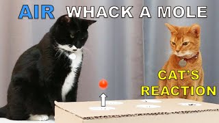 DIY Air Whack A Mole Cat Toy from Cardboard