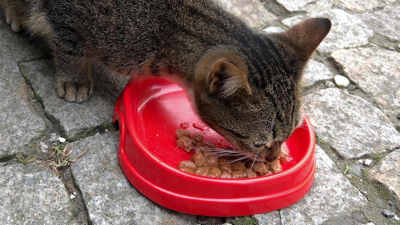 Incredulous cat eats quickly YouTube