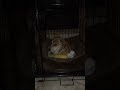 Time for bed! February 9, 2023 #dogshorts