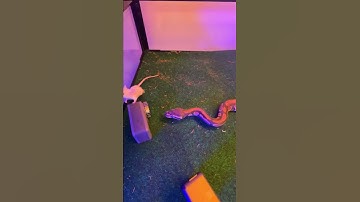 Snake python attacks the mouse #shorts #snake #python #mysticanimals #livefeeding