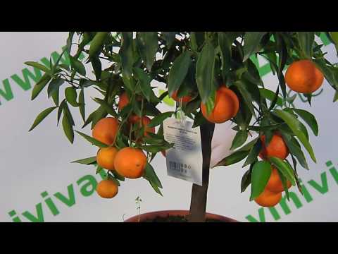 Video: Vivaio Di Frutta 