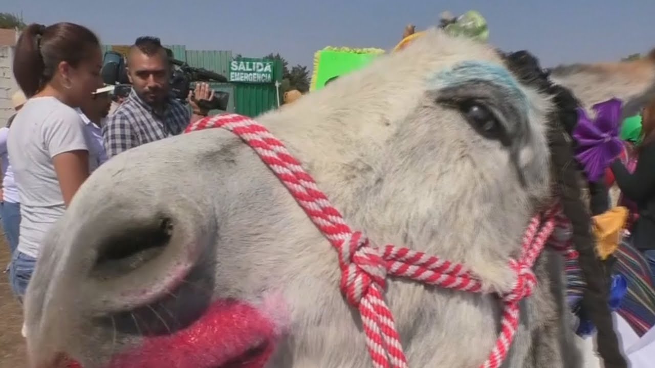 Mexico Donkey Show Real