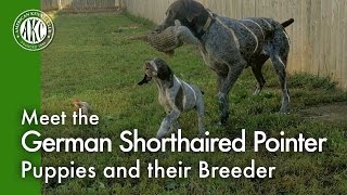 Meet the German Shorthaired Pointer Puppies and their Breeder