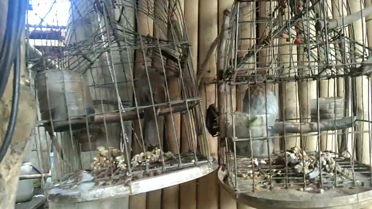 Pulangga Mahuni alaga 10 years na!