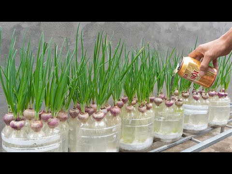 Method for growing hydroponic Onion in plastic bottles, Growing vegetables at home for free