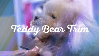 toy poodle bear cut