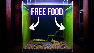 Shrimp Tank Setup for BLUE DIAMOND Neocaridina (Step by Step Shrimp Aquarium) | BREEDING FOR PROFIT