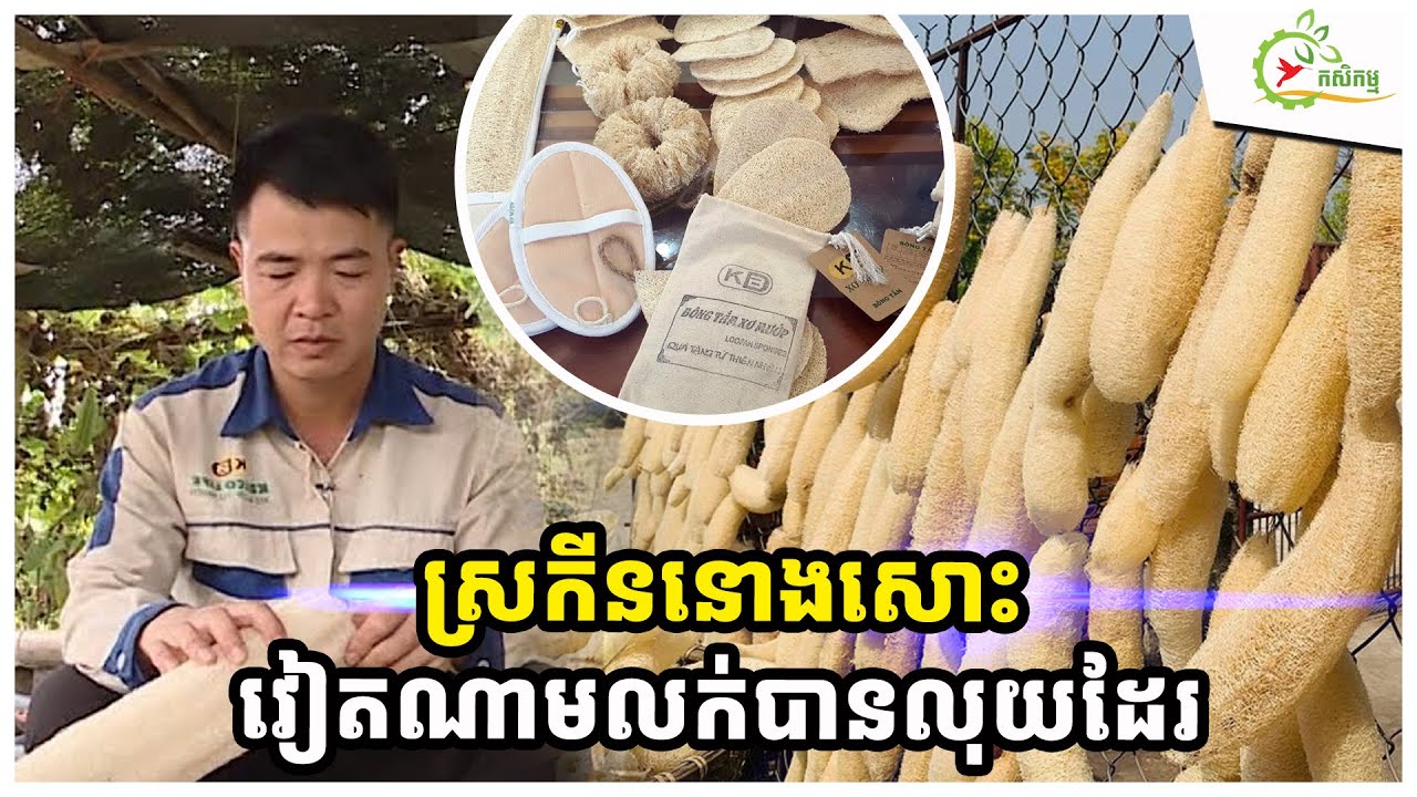 យុវជនវៀតណាមប្រមូលកសិករដាំននោង៩០ហិកតា យកស្រកីទុំច្នៃធ្វើរបស់ប្រើប្រាស់នាំចេញទៅ៥ប្រទេស ៥០ម៉ឺនផលិតផល/ខែ