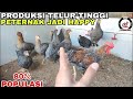 Wajib tau ayam yg cocok untuk jadi indukan