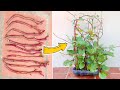 How to grow Malabar Spinach from Supermarket, grow Malabar Spinach from cuttings