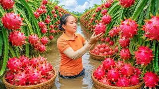 Harvesting +1000kg Giant Dragon Fruits On The Tree Go To Sell | Authentic Rural Life #100