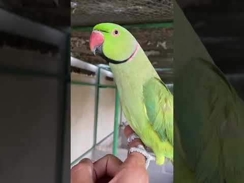 متوه يتكلم  درة