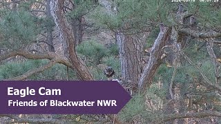 Great Horned Owl Chick and Mom | 3.16.24