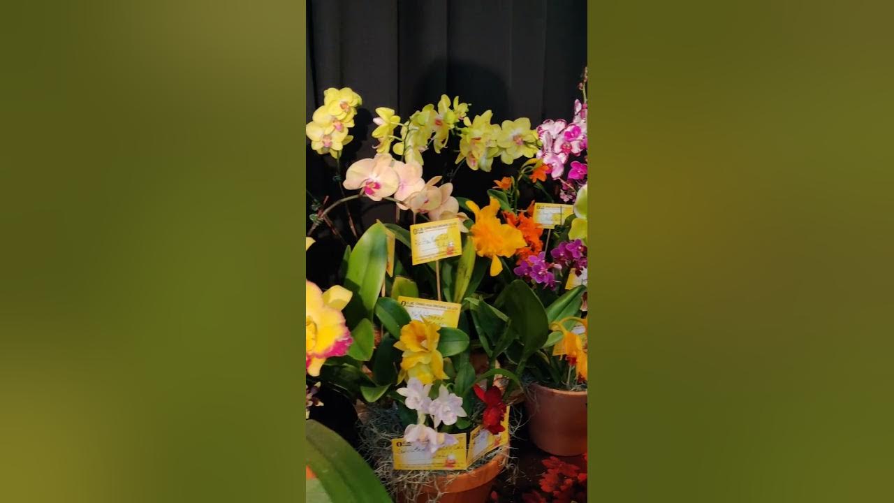 2023 Orchid Show at Toronto Botanic Garden YouTube