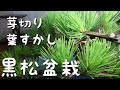 黒松盆栽　芽切り　葉すかし（盆栽・初心者の方向け）