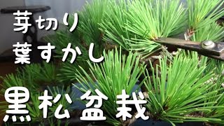 黒松盆栽　芽切り　葉すかし（盆栽・初心者の方向け）